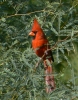 PICTURES/Cardinals/t_Cardinal In Tree.jpg